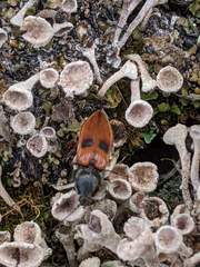 Anostirus bipunctatus