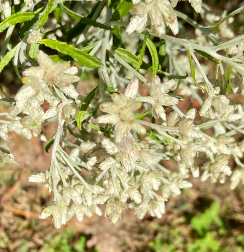 Pseudognaphalium obtusifolium observed 2026-10-27
