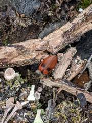 Anostirus bipunctatus