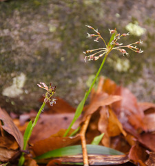 Luzula acuminata carolinae
