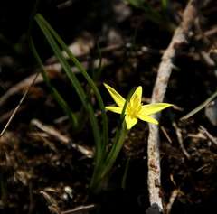 Pauridia glabella glabella