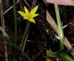 Pauridia glabella glabella