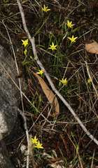 Pauridia glabella glabella