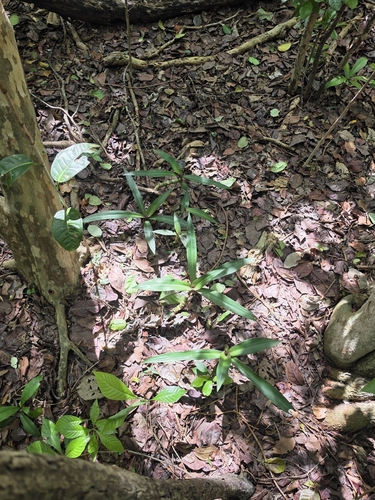 Tradescantia spathacea observed 2026-10-27