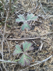 Pelargonium ternifolium