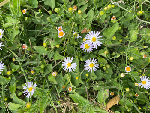 Symphyotrichum subulatum observed 2026-10-27
