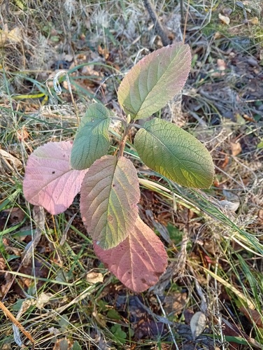 Viburnum lantana observed 2026-10-28