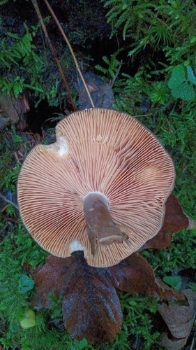 Lactarius lactarius observed 2026-10-28