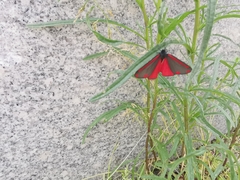 Tyria jacobaeae
