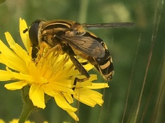 Helophilus neoaffinis