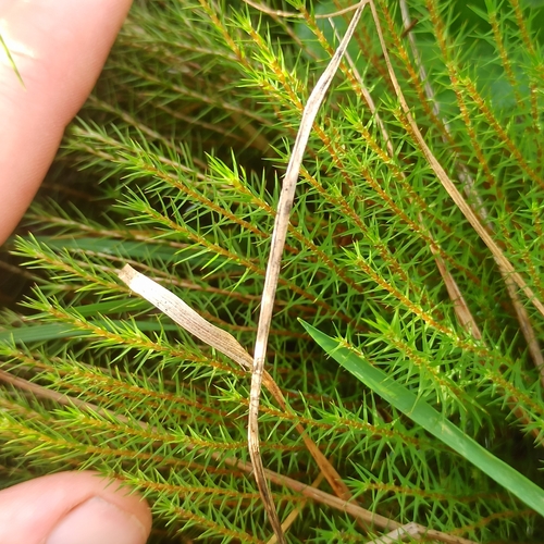 Polytrichum juniperinum observed 2026-10-28