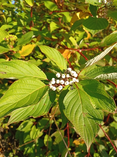 Cornus sericea observed 2026-10-27