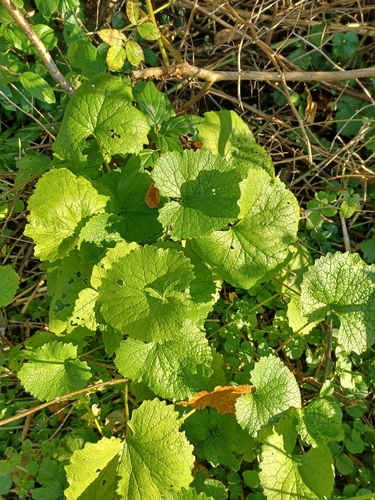 Alliaria petiolata observed 2026-10-27