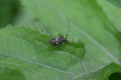 Leiopus linnei