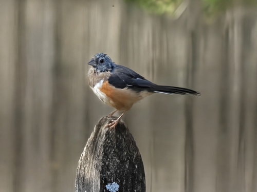 Pipilo erythrophthalmus observed 2026-10-28