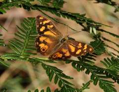 Heteronympha banksii banksii