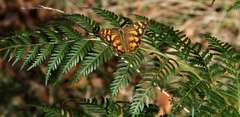 Heteronympha banksii banksii