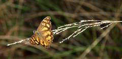 Heteronympha banksii banksii