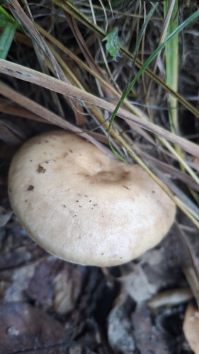 Lactarius lactarius observed 2026-10-28