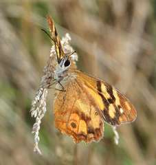 Heteronympha banksii banksii