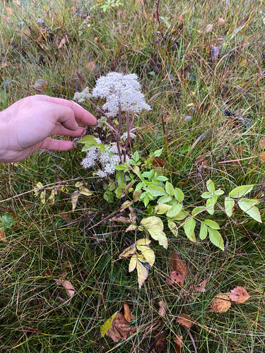 Angelica sylvestris observed 2026-10-28