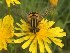 Helophilus neoaffinis