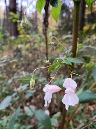 Impatiens glandulifera, 2026-10-28