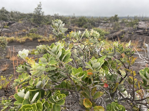 Metrosideros polymorpha observed 2026-10-27