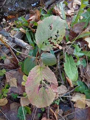 Viburnum lantana observed 2026-10-28