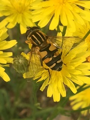 Helophilus neoaffinis
