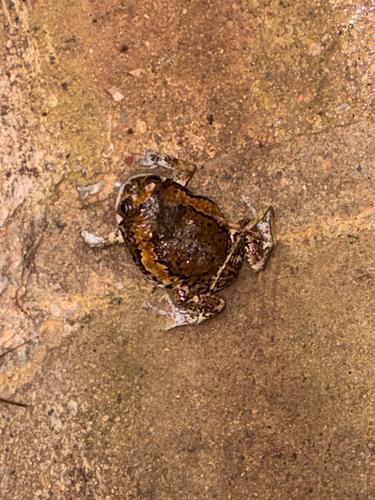 Kaloula pulchra observed 2026-10-29