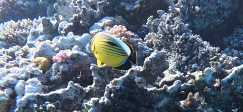 Chaetodon observed 2026-10-28