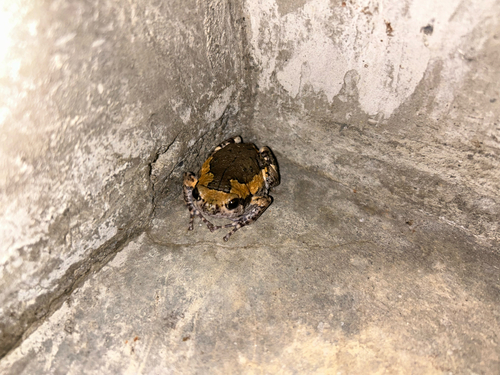 Kaloula pulchra observed 2026-10-28