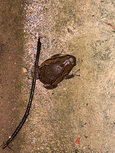 Kaloula pulchra observed 2026-10-29