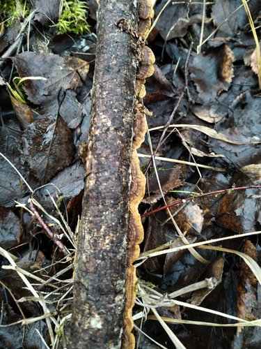 Hydnoporia tabacina observed 2026-10-27