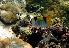 Chaetodon falcula