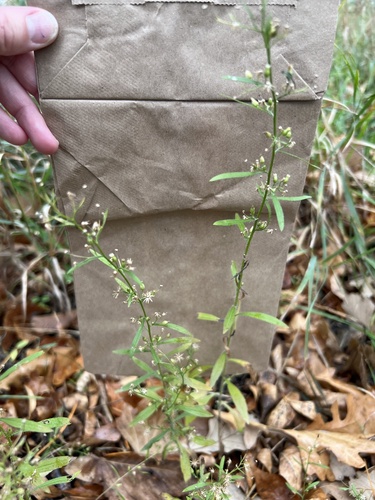 Erigeron canadensis observed 2026-10-28