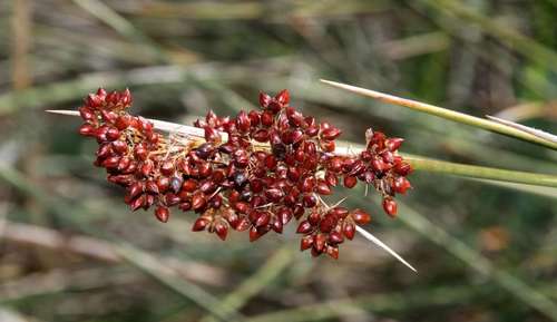 Representative image of Juncus acutus acutus