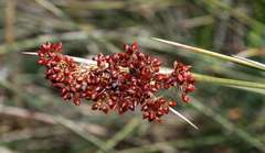 Juncus acutus acutus