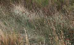 Juncus acutus acutus
