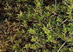 Crassula helmsii