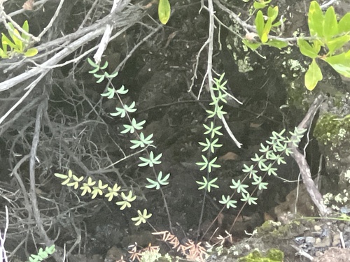 Pellaea ternifolia observed 2026-10-27