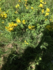 Chamaecytisus ruthenicus