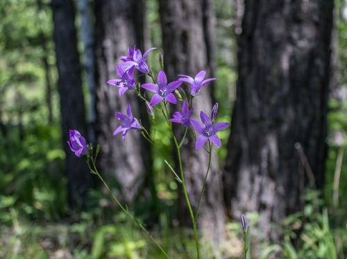 Pievinis katilėlis nuotrauka