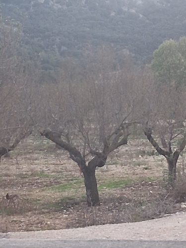 Prunus observed 2026-10-28