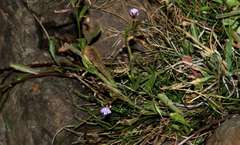 Lobelia anceps