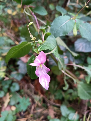 Impatiens glandulifera, 2026-10-28
