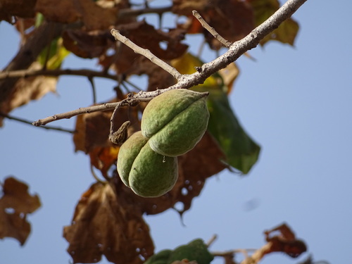 Sterculia observed 2026-10-25