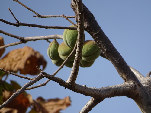 Sterculia observed 2026-10-25