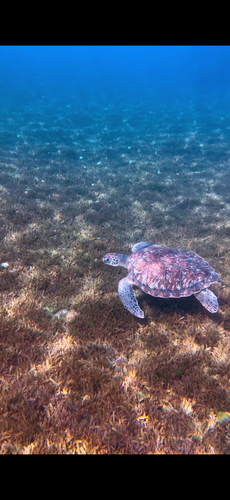 Chelonia mydas observed 2026-10-28